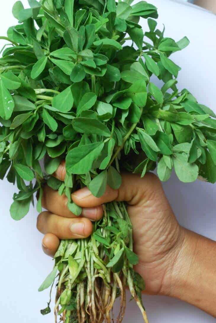 Cỏ Cà Ri
